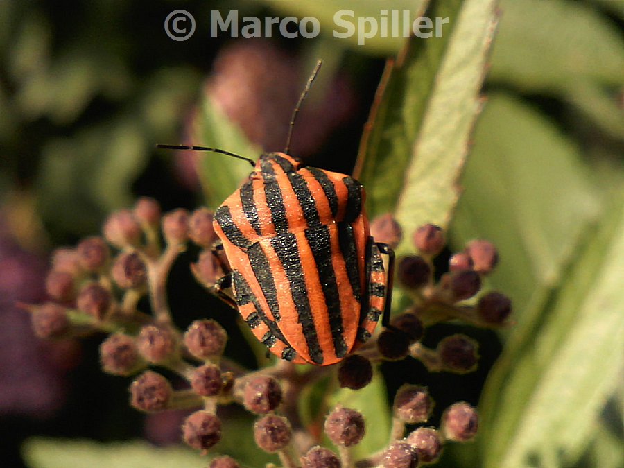 Pentatomidae: Graphosoma lineatum italicum di Lombardia (MI)